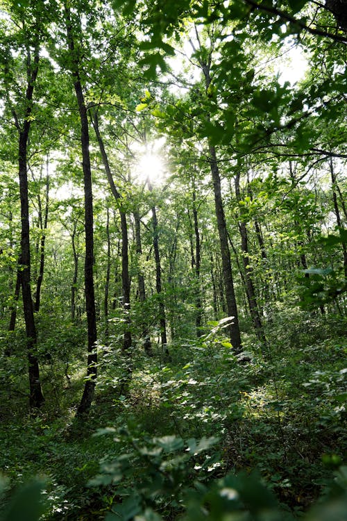 Fotos de stock gratuitas de arboles, bosque, luz del sol
