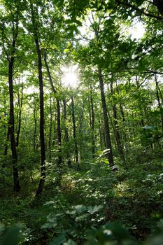 Lush green forest with sunlight filtering through tall trees, creating a peaceful atmosphere.