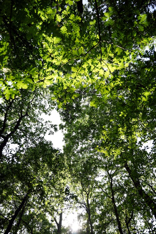 Бесплатное стоковое фото с вертикальный выстрел, деревья, лето