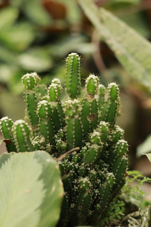 Immagine gratuita di botanica, cactus, crescita