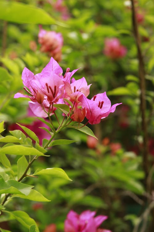 Close up of Pink Paperflower Flowers