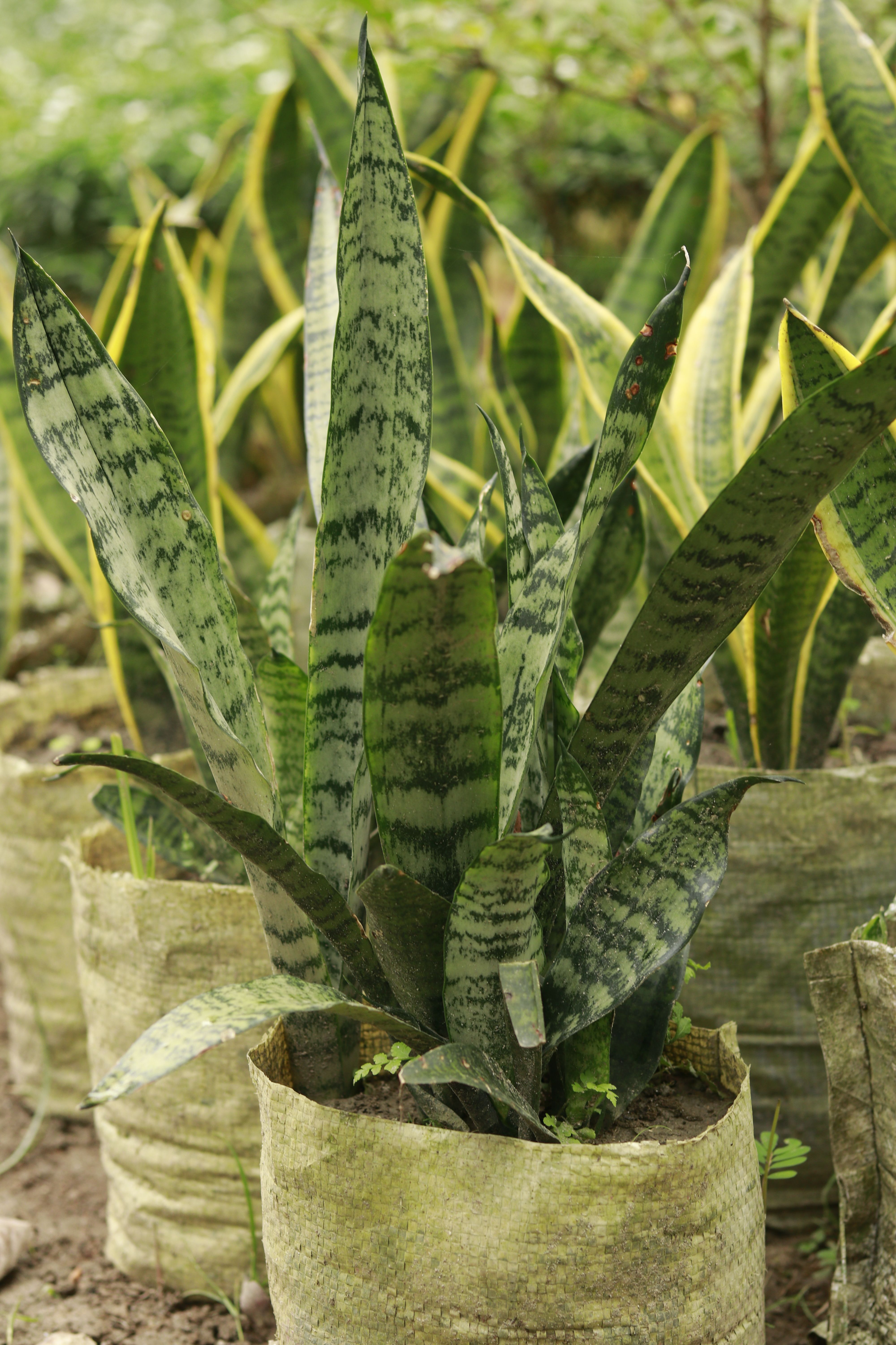 Snake Plant Indoor