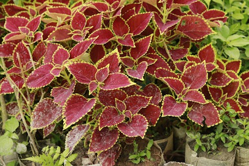 Decorative Leaves of Potted Plants