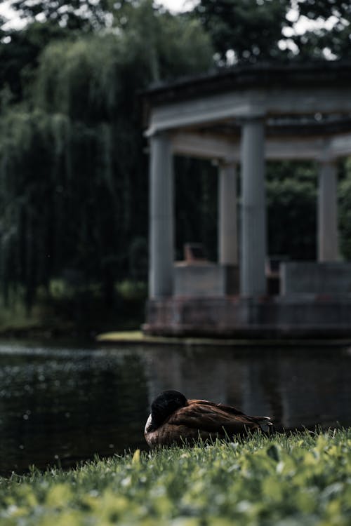Free Duck near Water Pond in Park Stock Photo