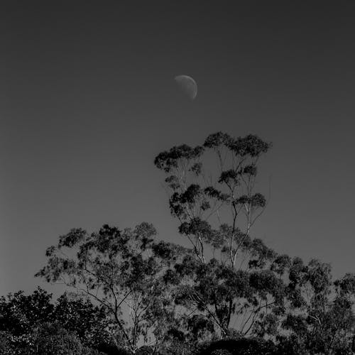 Crescent Moon over the Silhouette of a Tree at Dusk 