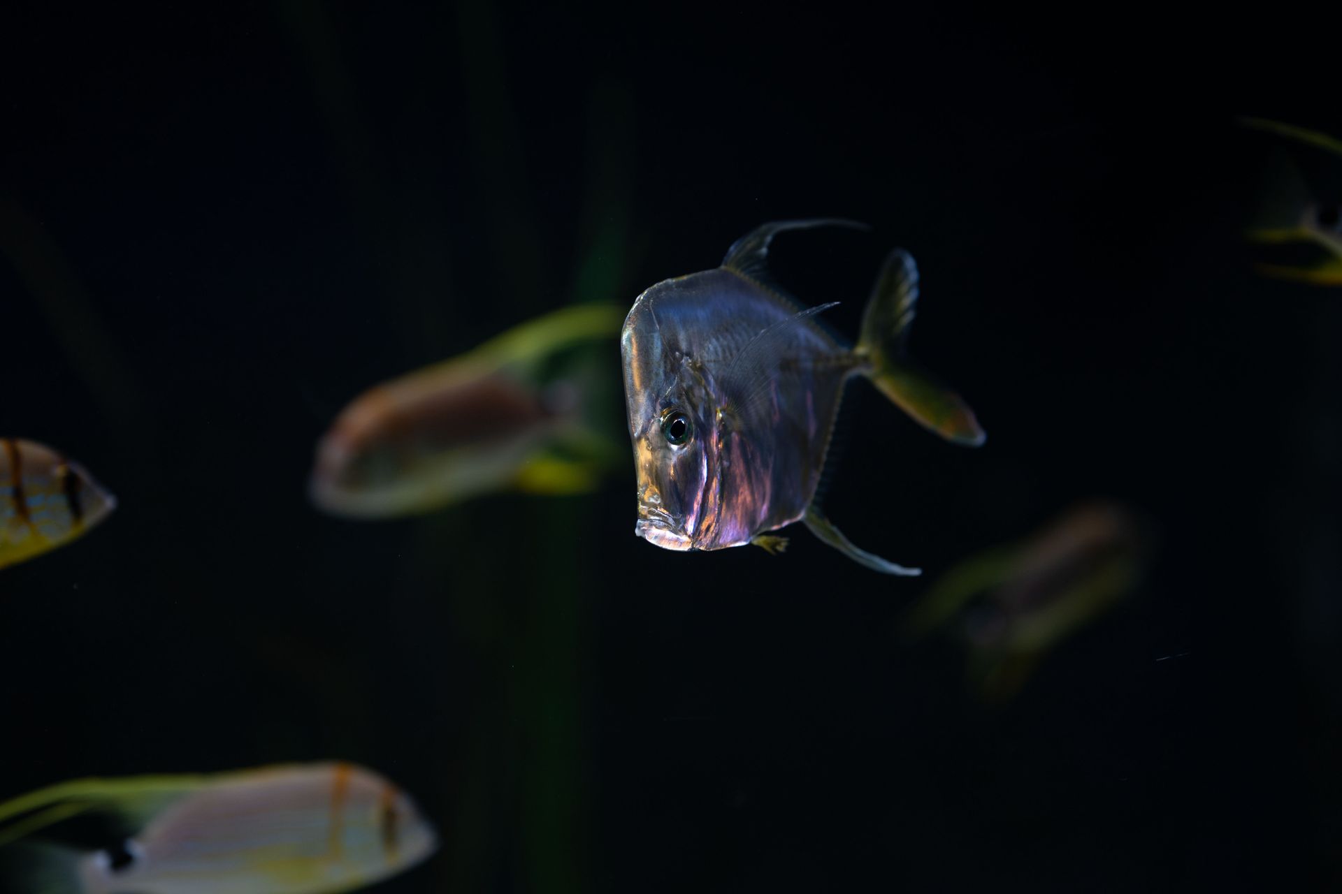 Underwater at Crystal Bay