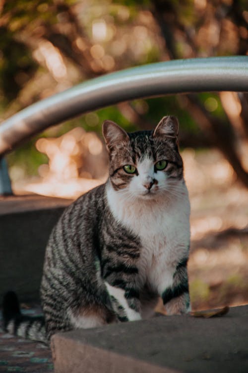 動物, 坐, 垂直拍摄 的 免费素材图片