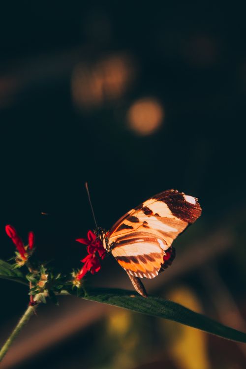 Free Close-up of a butterfly feeding on a red flower against dark background. Stock Photo