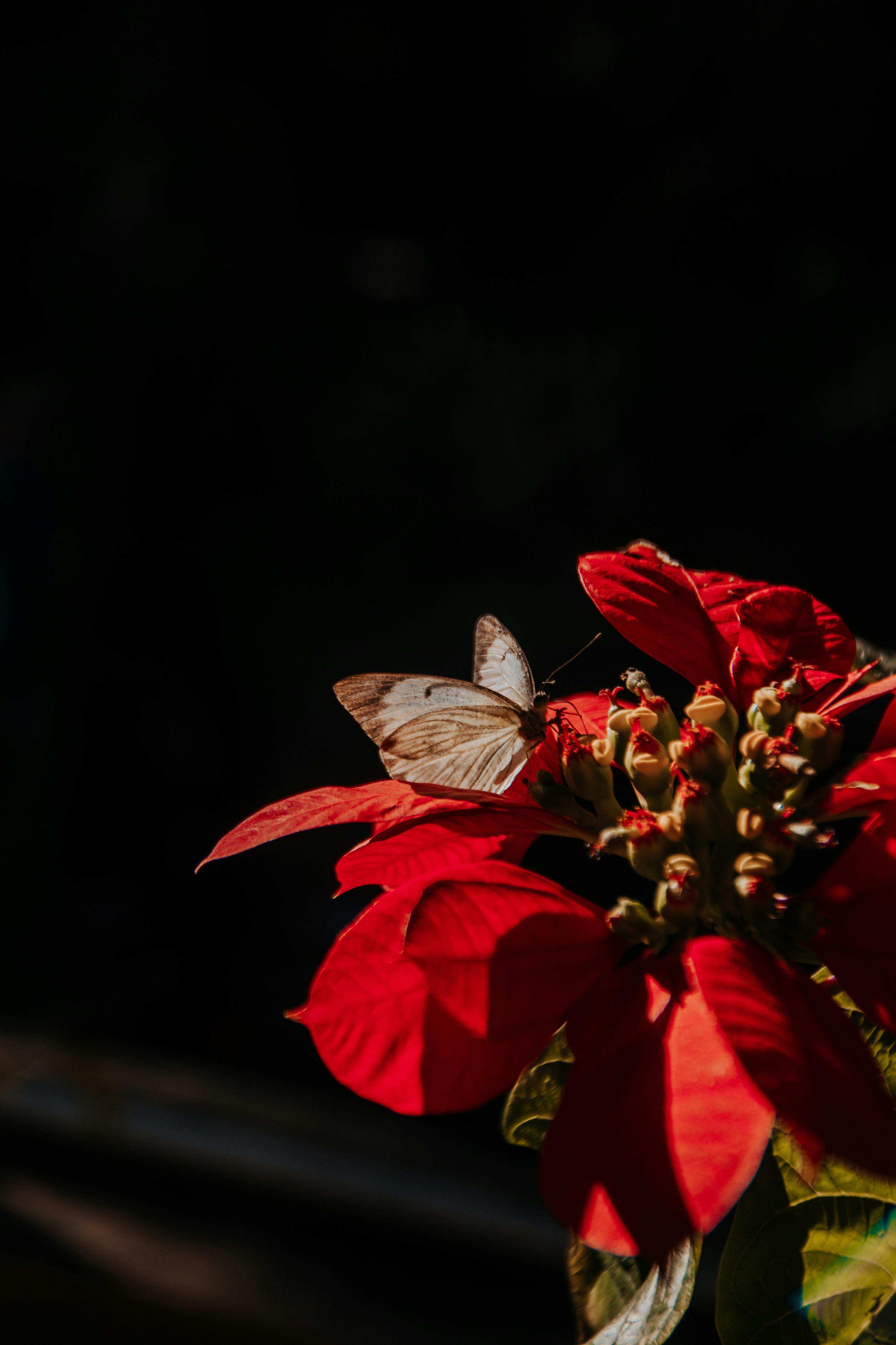 Poinsettia Photos, Download The BEST Free Poinsettia Stock Photos & HD Images