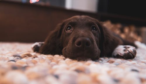 Szczeniak Labrador Retriever Czekoladowy Na Podłodze