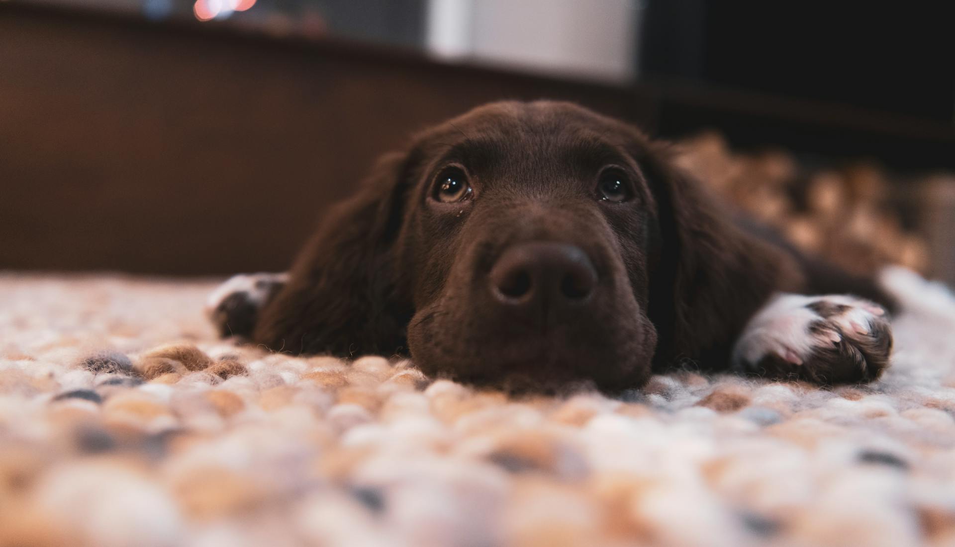 Un chiot labrador au chocolat sur le sol