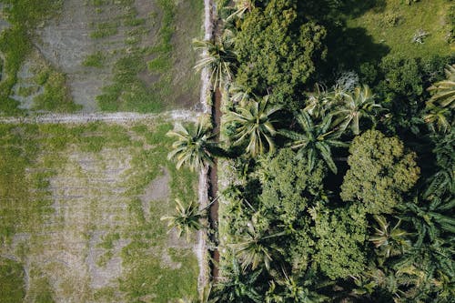 Top View of Palm Trees and Croplands 