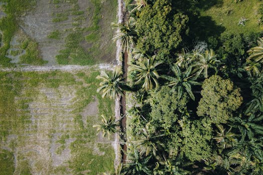 Drone shot capturing lush tropical forest beside agricultural fields.