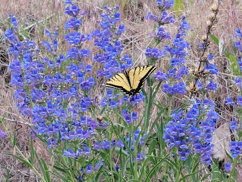 花上的蝴蝶 的 免费素材图片