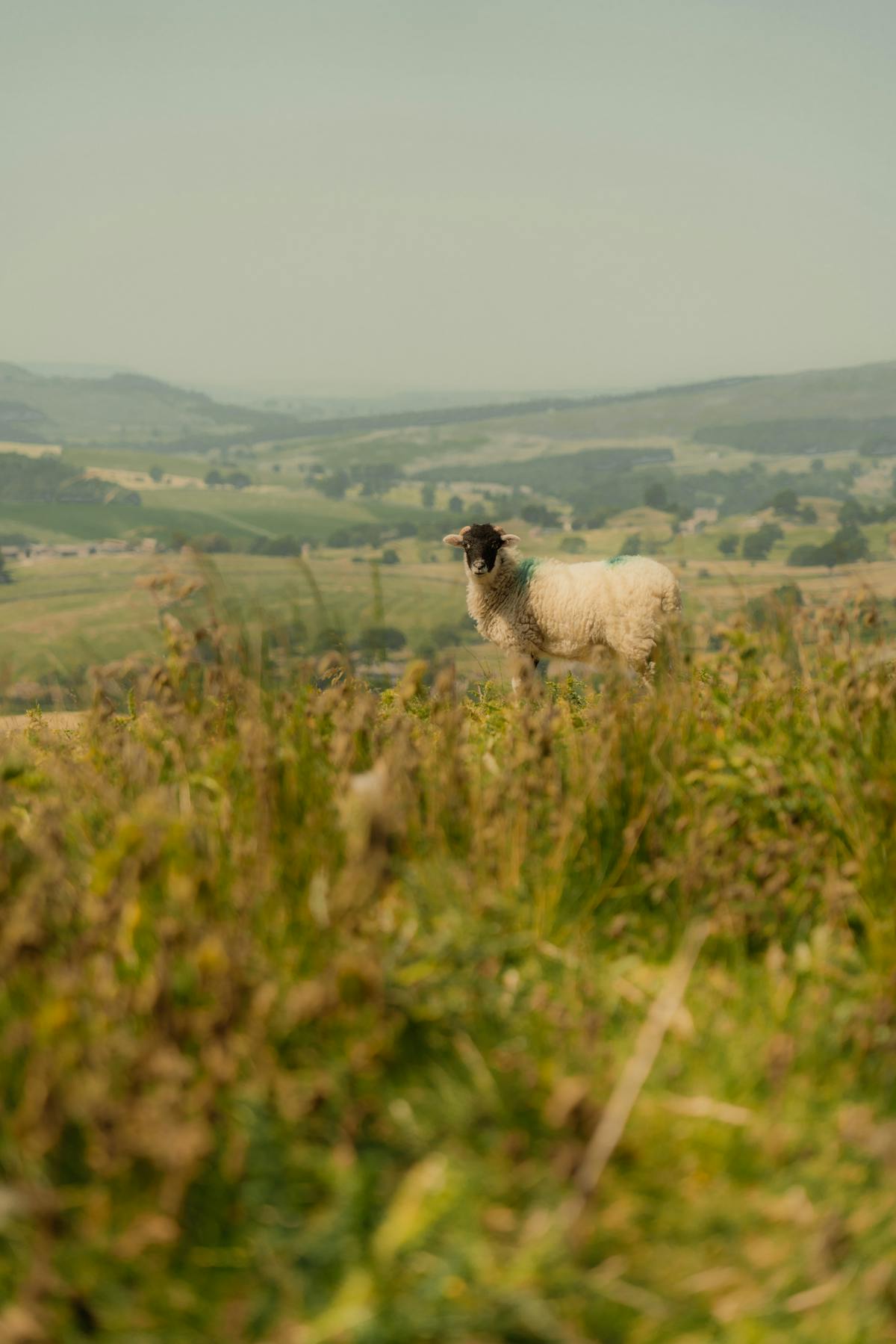 Dorper Sheep Photos, Download The BEST Free Dorper Sheep Stock Photos