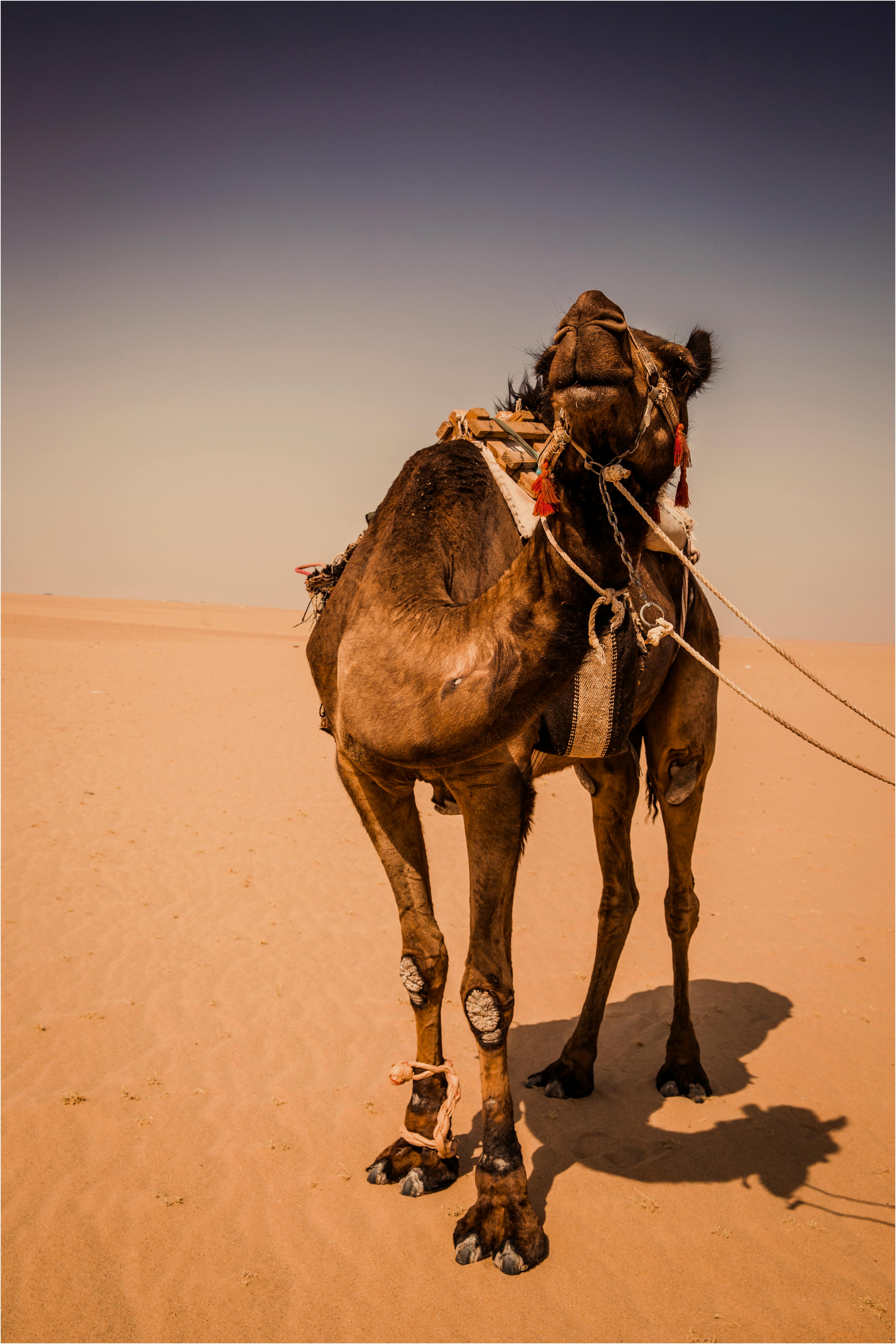 Camel in Namib Desert 4K Wallpaper | HD Wallpapers