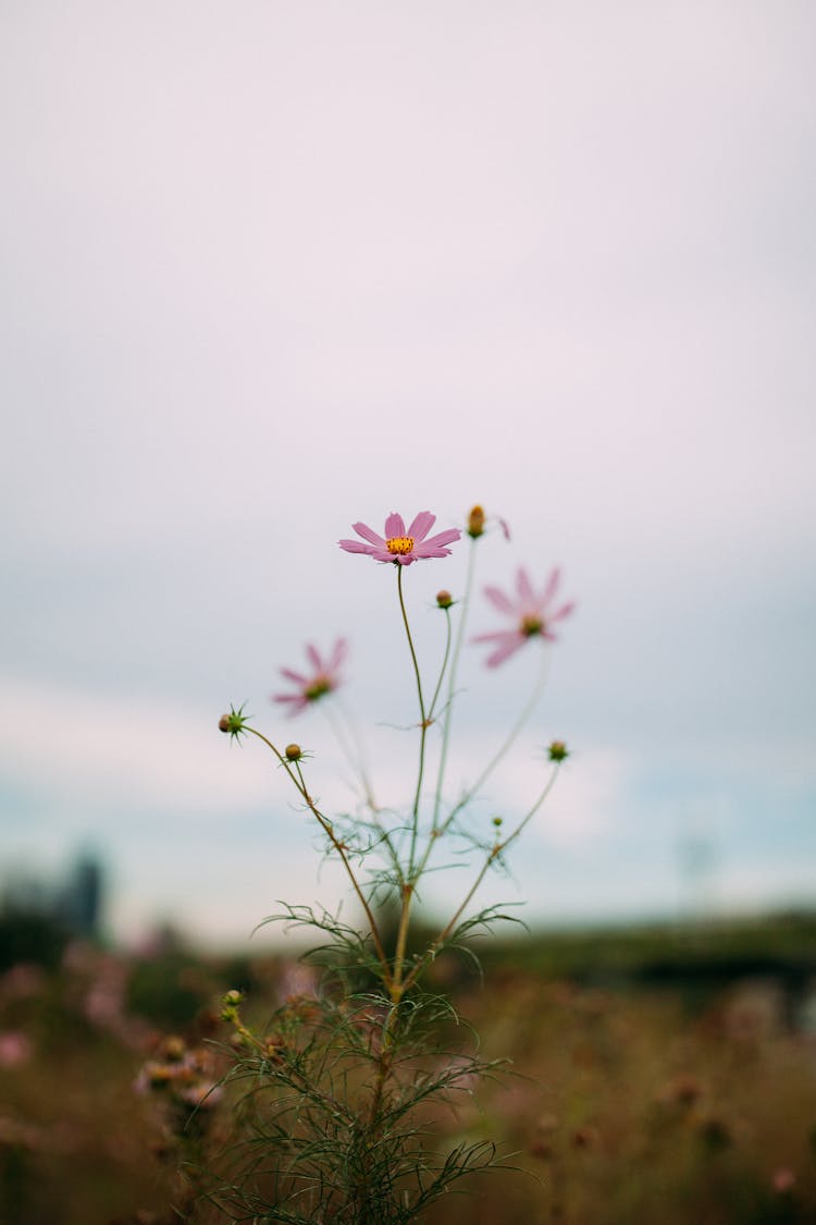 Close Up Of Thin, Pink Flower