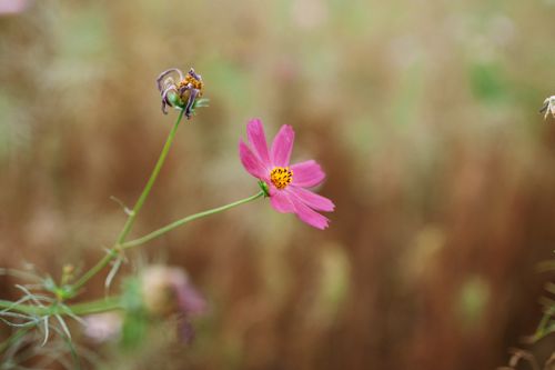 Free A vibrant pink cosmos flower with a blurred meadow background captured in summer. Stock Photo