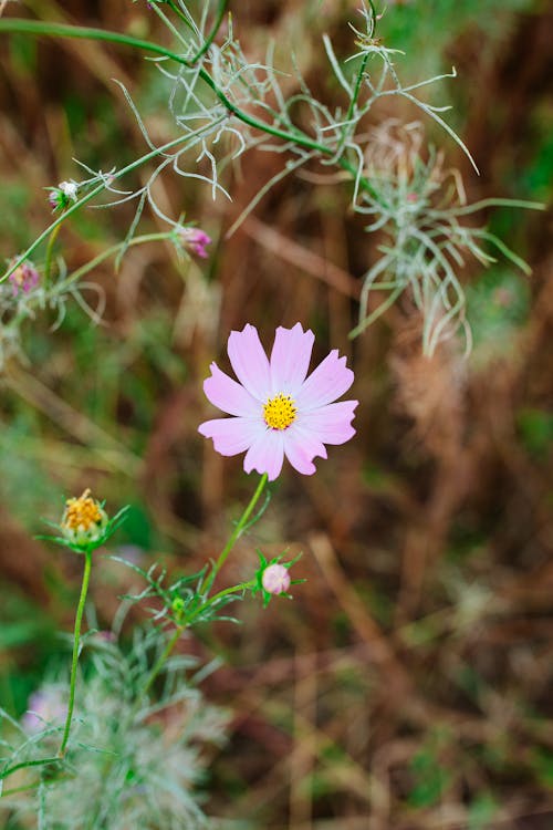 Small Blooming Cosmos Flower