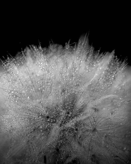 Free Black and white close-up of a dandelion covered in water droplets, emphasizing texture. Stock Photo