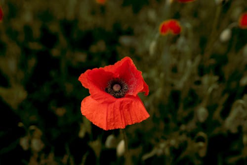 Red Blooming Poppy