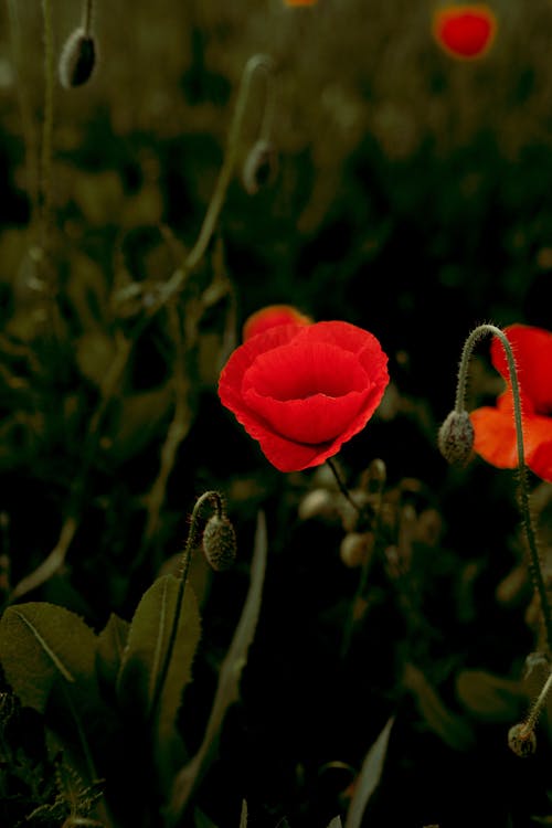 afyon, bitki, çiçek içeren Ücretsiz stok fotoğraf