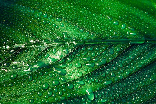Free stock photo of close-up, dew, freshness