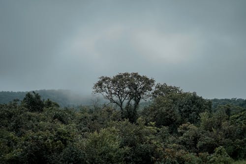 Ilmainen kuvapankkikuva tunnisteilla maisema, metsä, puut