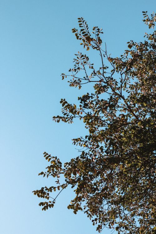 Free Low angle shot of tree branches with leaves against a clear blue sky, Rydalmere, NSW. Stock Photo