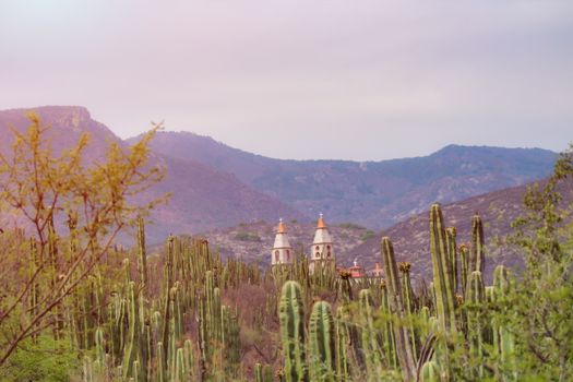 Free stock photo of cactus, color, dawn