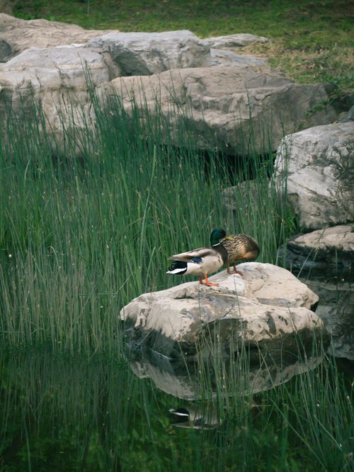 Free A peaceful scene with a pair of ducks on a rock by a river surrounded by greenery. Stock Photo