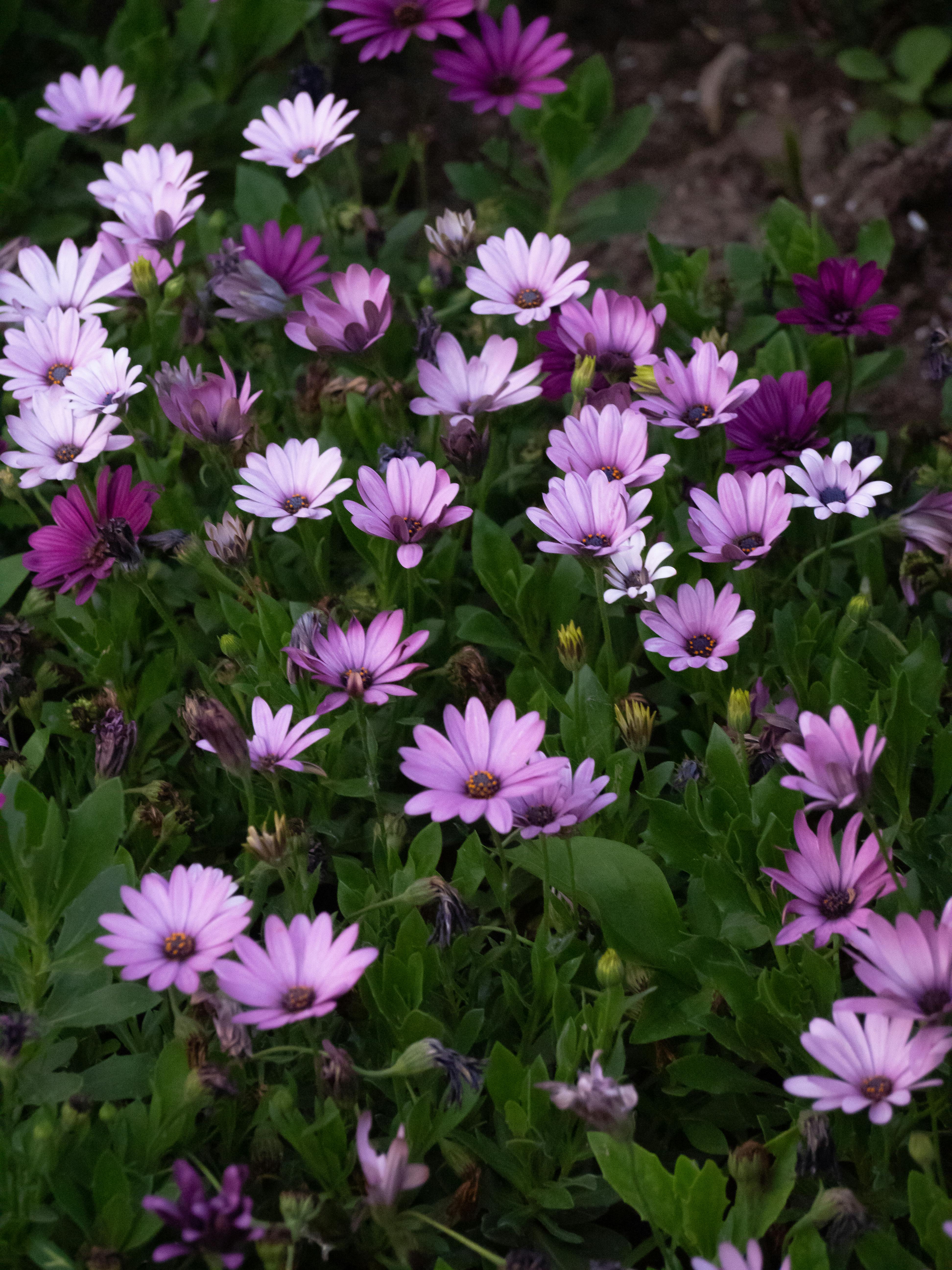 Pink Wildflowers Photos, Download The BEST Free Pink Wildflowers Stock
