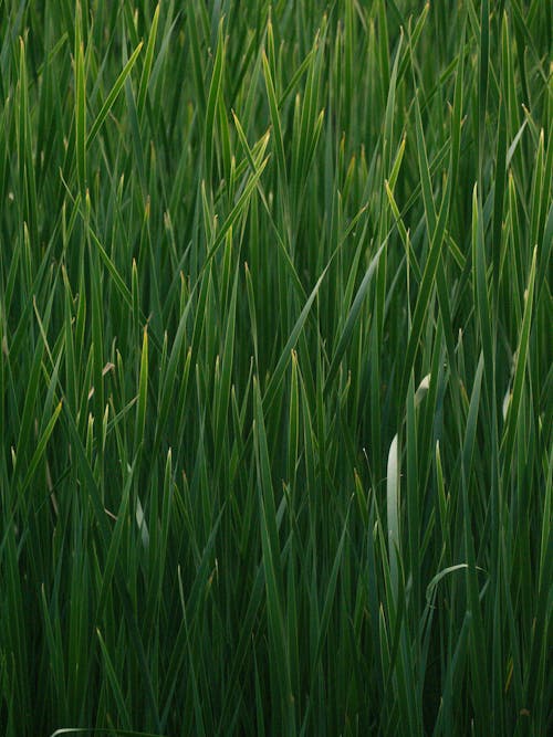 Gratis stockfoto met achtergrond, gras, grasspriet