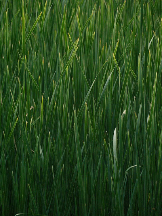 Green Grass Blades Growing in a Field