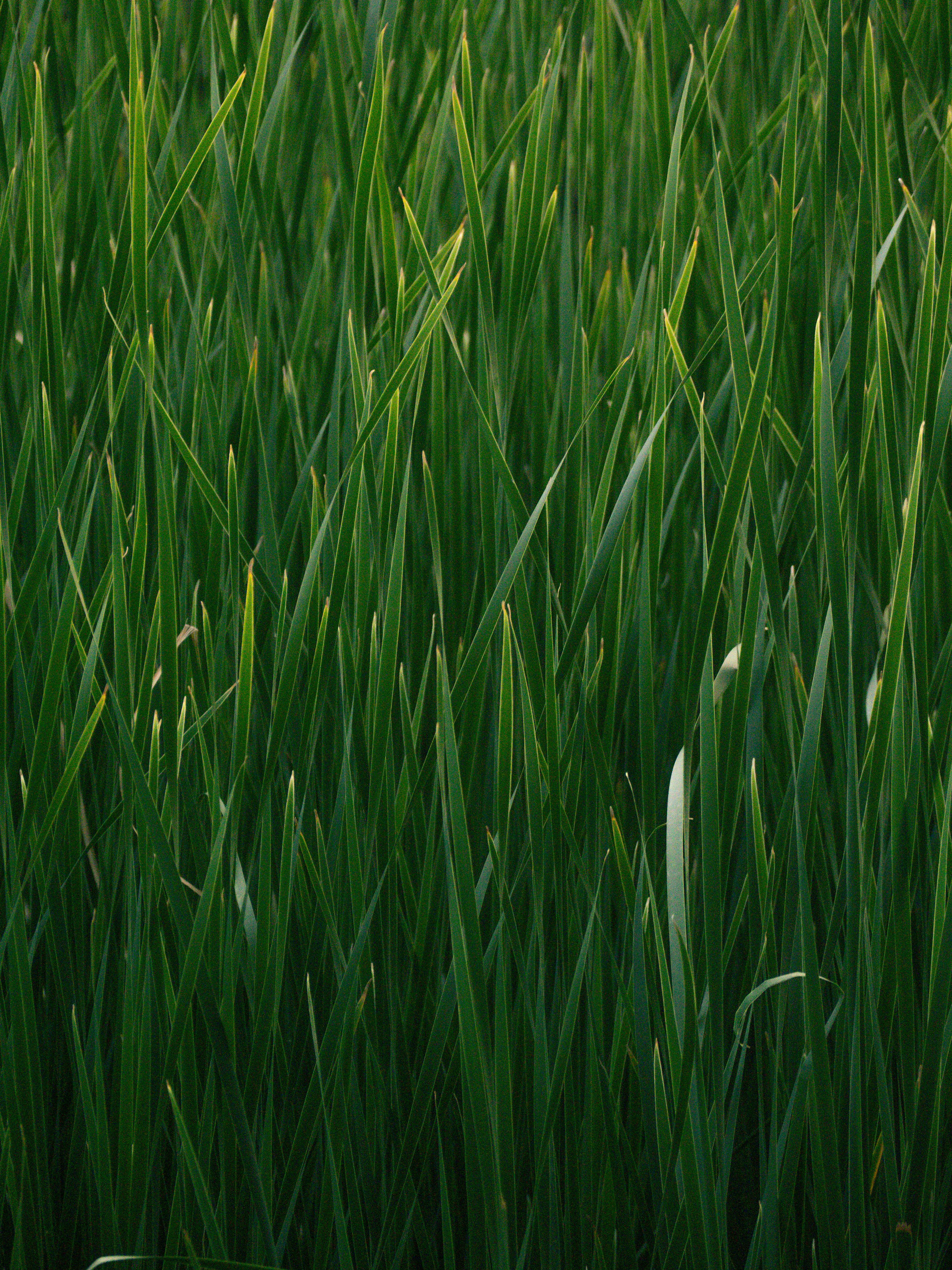 Free stock photo of blade, dawn, dew, farm, field, flora, garden, grass