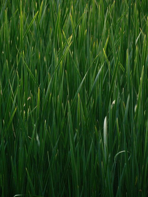 Free Close-up of lush green vegetation in a dense field, showcasing texture and vibrancy. Stock Photo