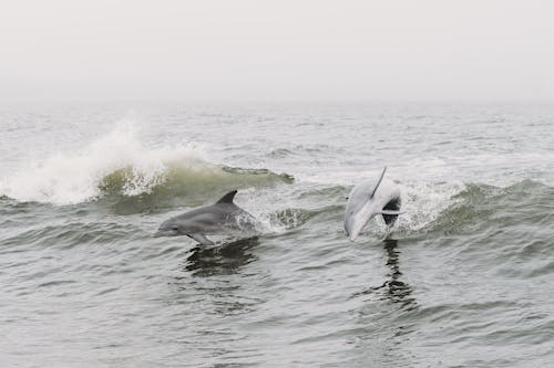 동물 사진, 물, 바다의 무료 스톡 사진