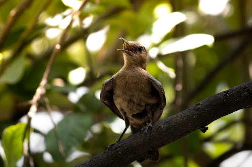 Bird on Branch