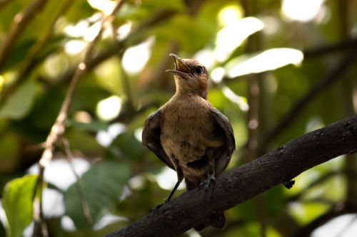 Free Detailed close-up of a bird perching on a branch amidst vibrant green leaves. Stock Photo