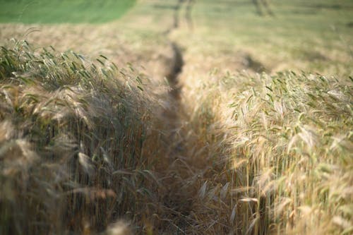 Path Through a Rye Field