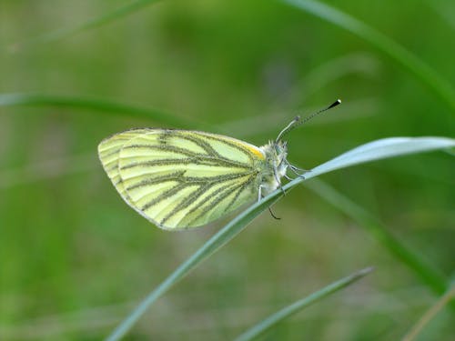 Close-up of a Butterfly on the Grass Blade 