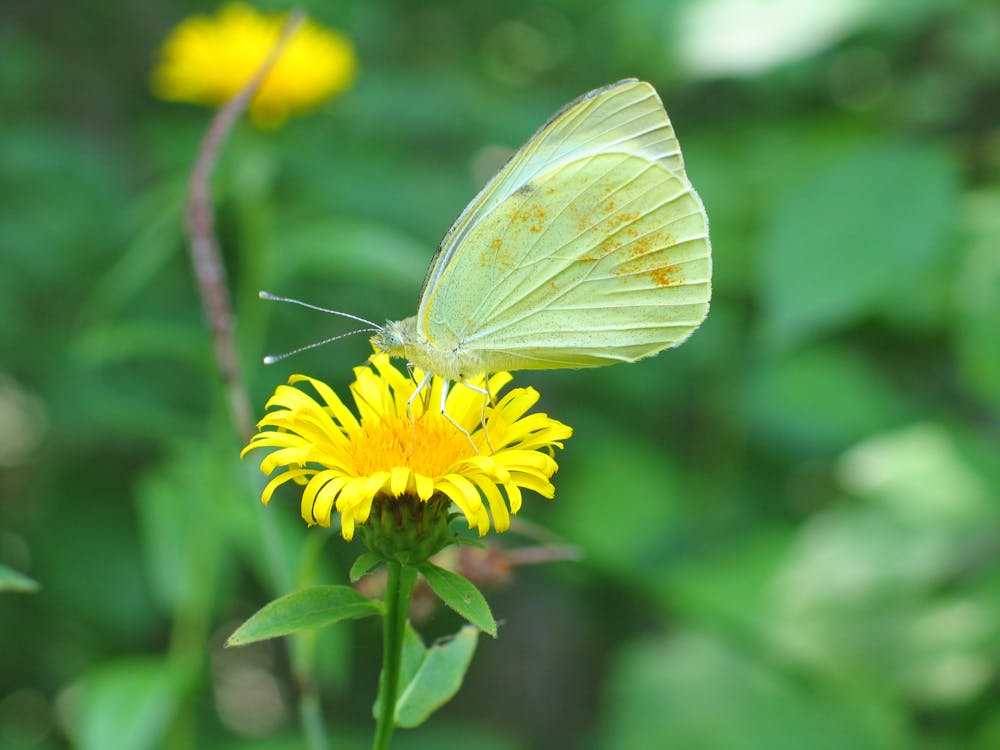 Close-up of a Butterfly on a Flower 