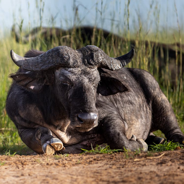 Buffalo Lying In Grass