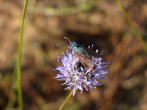 Close-up of a Fly on the Flower 