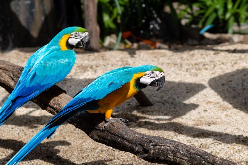 Free Colorful blue and yellow macaws perched outdoors on a sunny day. Stock Photo