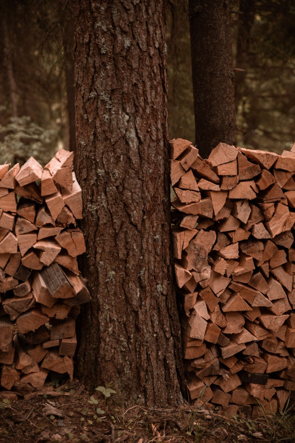 Up Stack Tree Tree Trunk and a Stack of Firewood · Free Stock Photo
