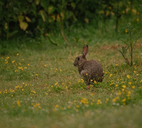 Cute Rabbit in the Meadow