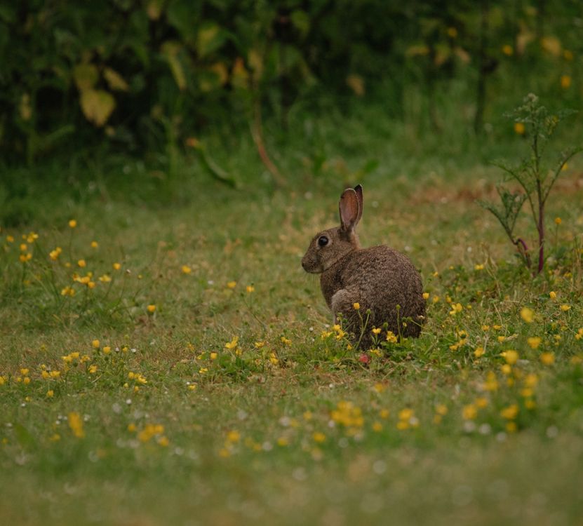 Wild Rabbit In Meadow Cute Rabbit in the Meadow · Free Stock Photo