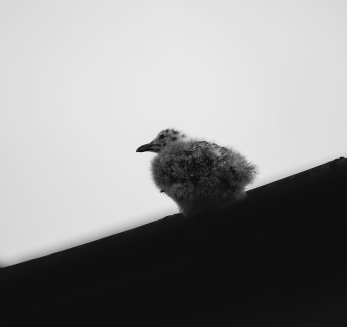 A fluffy bird chick silhouetted against a clear sky, captured in black and white.