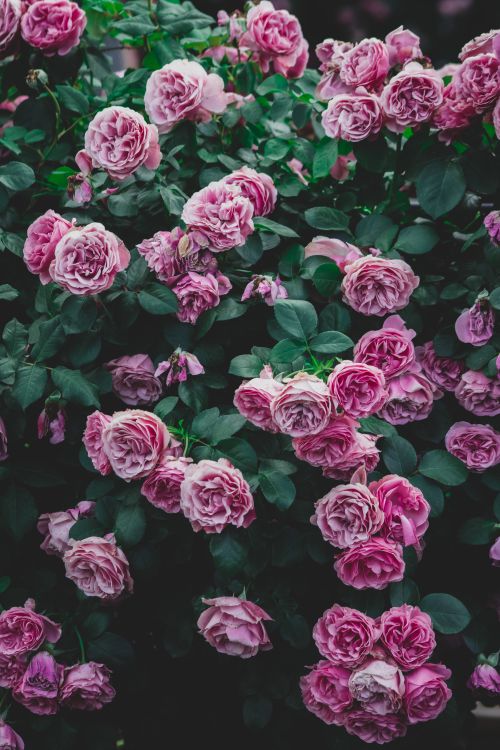 Free A lush display of pink roses in bloom against dark green leaves, capturing the essence of nature's beauty. Stock Photo